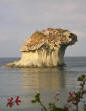 Isola d'Ischia. Fungo a Lacco Ameno