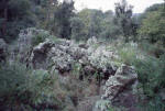 Barano d'Ischia. Pineta dell'Arso