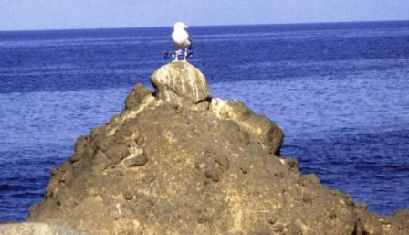 Forio d'Ischia. Scoglio