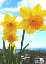 Blume auf Ischia