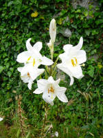 Blume auf Ischia