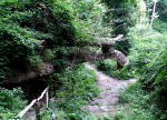 Insel Ischia. Wanderweg im Jungle-Wald