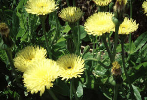 Insel Ischia. Blume