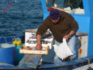 Insel Ischia. Fischfang