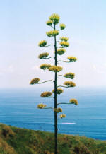 Isola d'Ischia. Agave