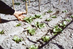Isola d'Ischia. Insalate a settimana