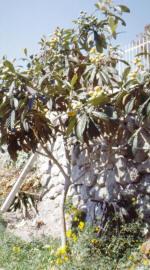 Isola d'Ischia. Pianta di nespolo