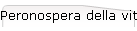 Peronospera della vite