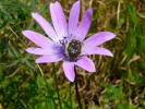 Insel Ischia. Minibustour. Blume