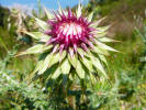 Insel Ischia. Minibustour Blume