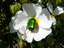 Insel Ischia. Wanderung. Blume