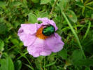 Insel Ischia. Wanderweg. Blume