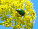 Insel Ischia. Minibustour. Blume mit Käfer